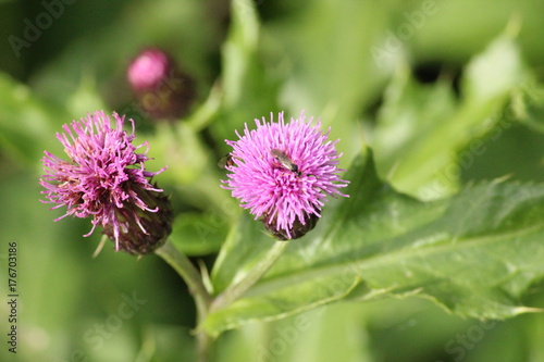 Thistle flower along the river Rotte