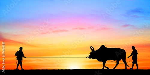 silhouette man with a cow walks on the beach