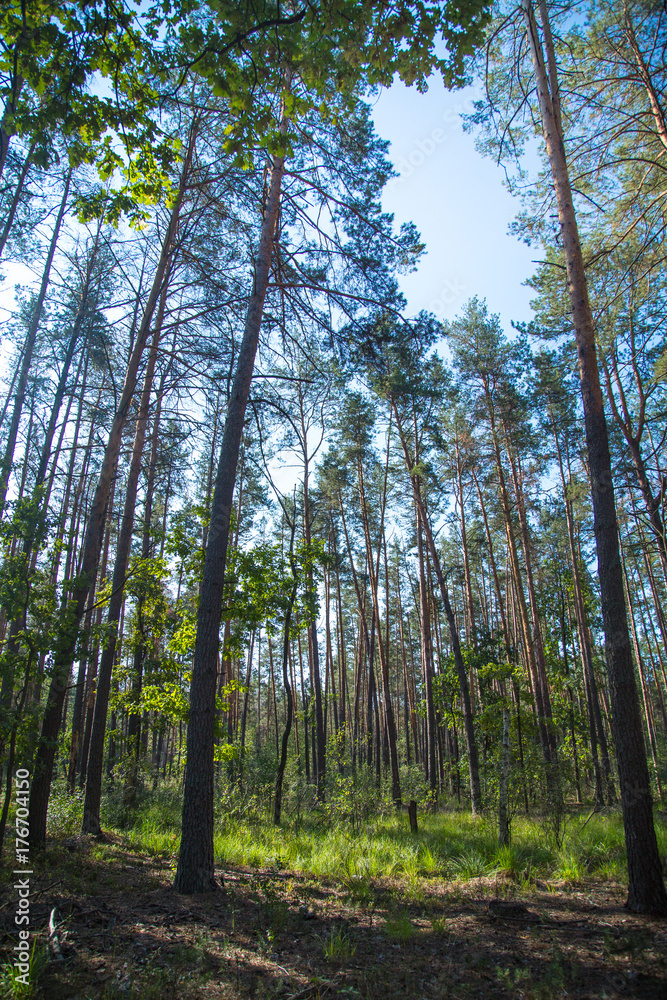 Obraz premium Beautiful greenwood in summer in sunny day.