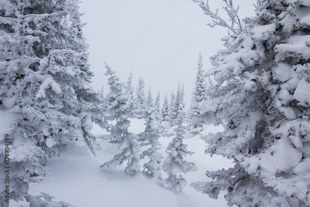 Winter fir forest. Nature background.