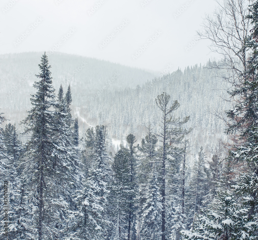 Obraz premium Winter fir forest. Nature background.