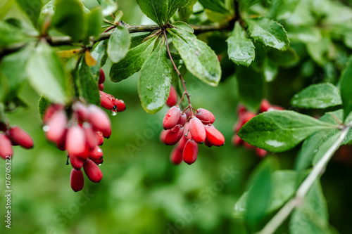 Branch of ripe red barberry after a rain with drops of water