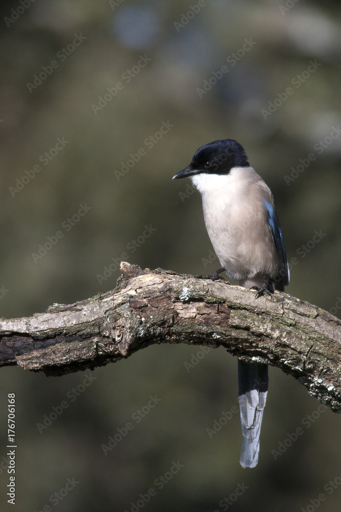 Fototapeta premium Azure-winged magpie