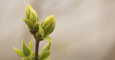 Papier peint photo Lilas Premiers bourgeons de lilas au printemps  © GCapture