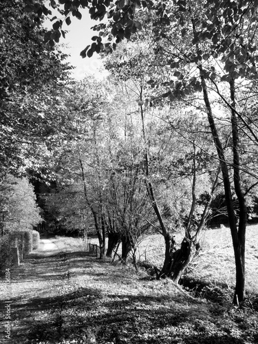 Feldweg am Menkhauser Bach im Schopketal im Teutoburger Wald bei Sonnenschein in Oerlinghausen bei Bielefeld am Hermannsweg in Ostwestfalen-Lippe, fotografiert in traditionellem Schwarzweiß photo