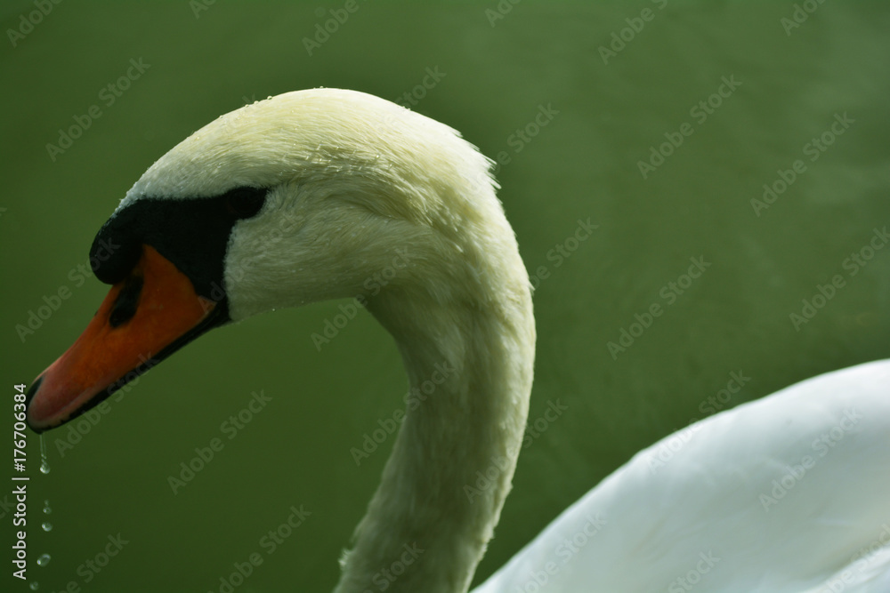Obraz premium Swan 