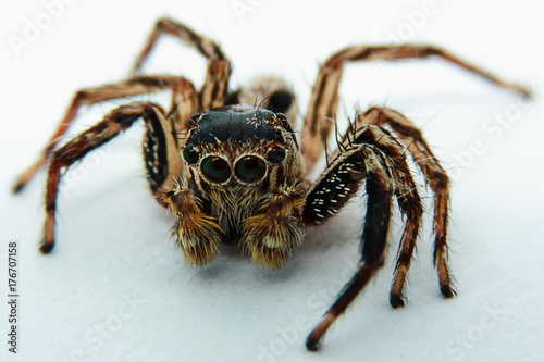 Close up of jumping spider on white background, selective focus and extreme DOF