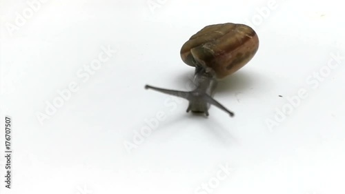 snail walking on white background02 photo