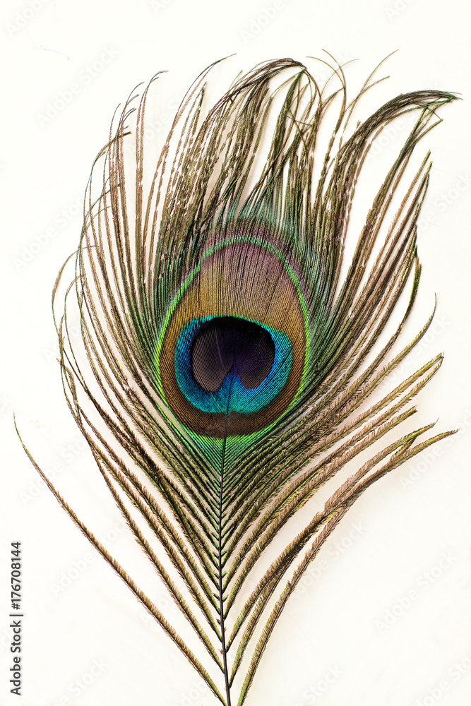 Fototapeta premium Tail feather of a peacock