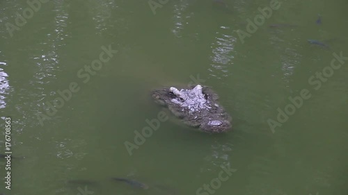 crocodile in the water