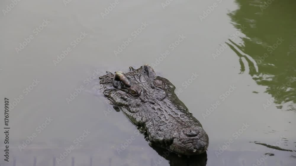 crocodile in the water crocodile in the water
