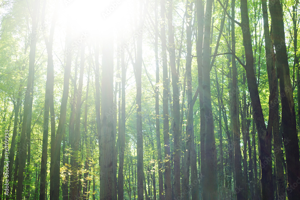 Fototapeta premium Forest background. tree trunks with green foliage