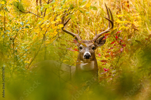 White-tailed Deer Buck, Peeking Through Fall Leaves