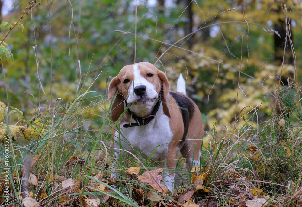 Beagle dog eats grass in the autumn forest Beagle dog eats grass in the autumn forest