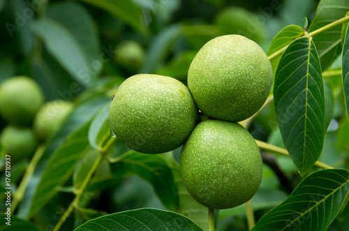 Walnuts hanging on a tree