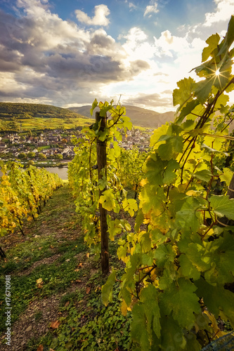 Weinbau -Weinberg in der Abendsonne oberhalb von Plüderich