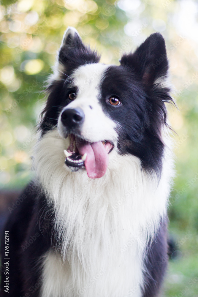 Beautiful portrait of a border collie