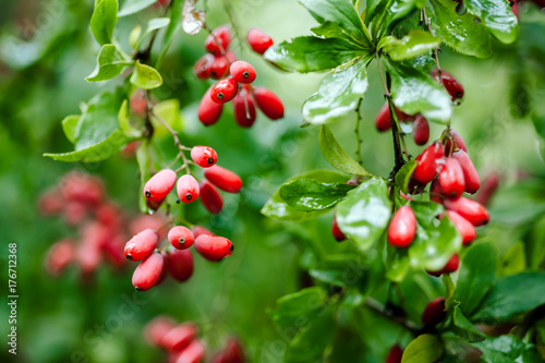 Natural green leaves branch of ripe red barberry after a rain with drops of wate photo