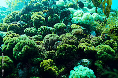 colony of sea anemones under water corals © kichigin19