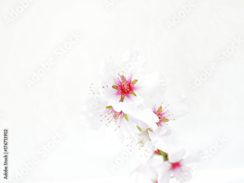 almond blossom on white background