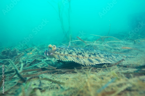 sea fish underwater macro photo © kichigin19