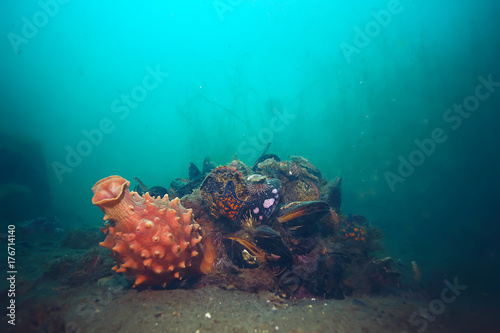 ascidia purple underwater photo coral reef