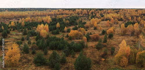 Panoramic view of mixed forest, autumn overcast