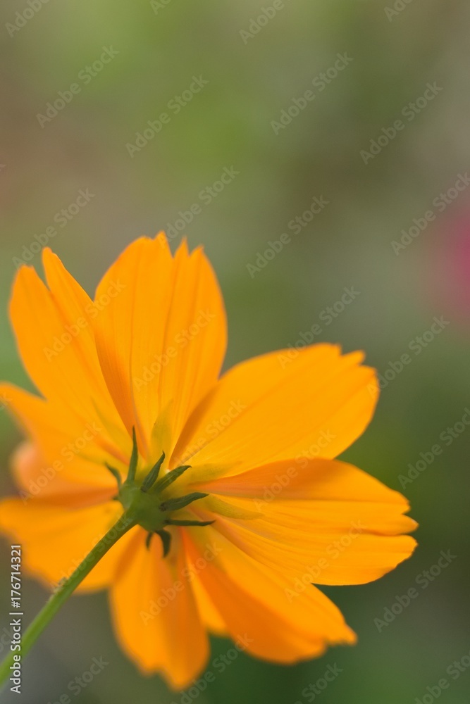 Macro texture of Yellow Cosmos flower in vertical frame Macro texture of Yellow Cosmos flower in vertical frame
