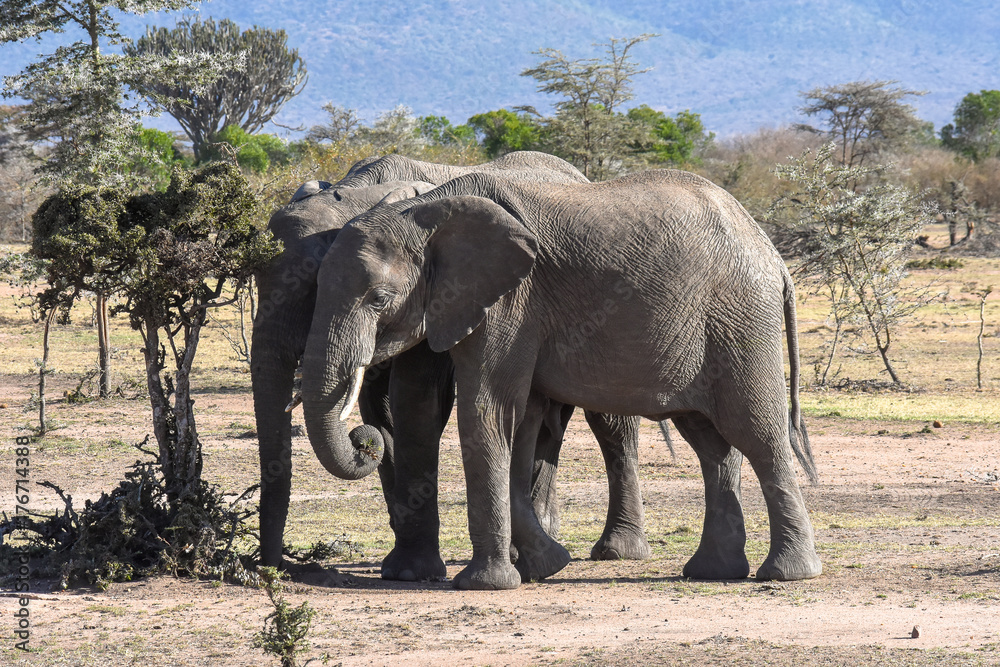 Fototapeta premium Elephants eating