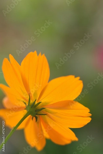 Macro texture of Yellow Cosmos flower in vertical frame