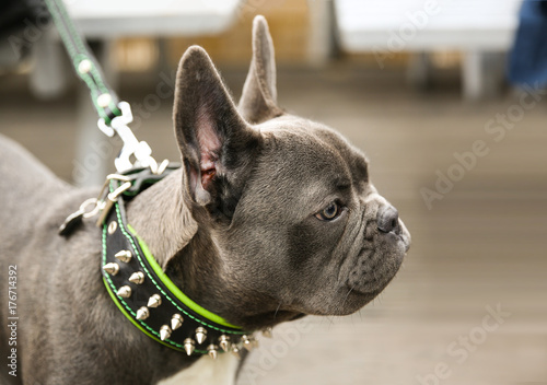 French Bulldog with studded collar