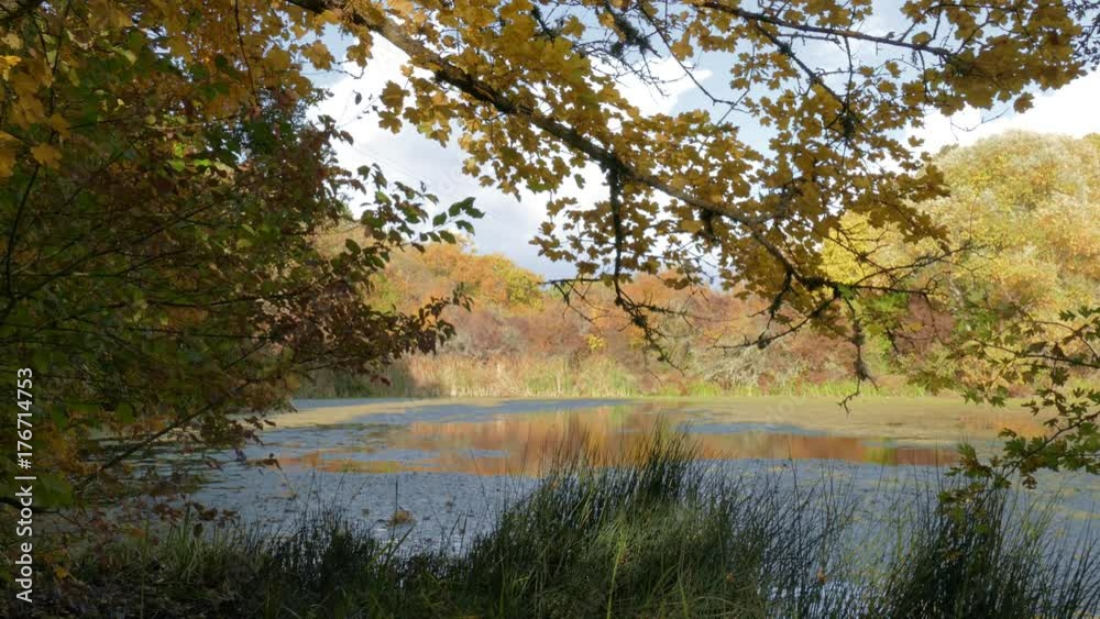 Overgrown pond in sunny day / Overgrown pond in wildlife in sunny day Overgrown pond in sunny day / Overgrown pond in wildlife in sunny day