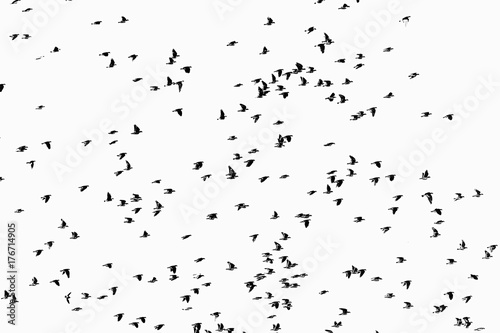 silhouettes of a flock of birds on a white background isolate © kichigin19