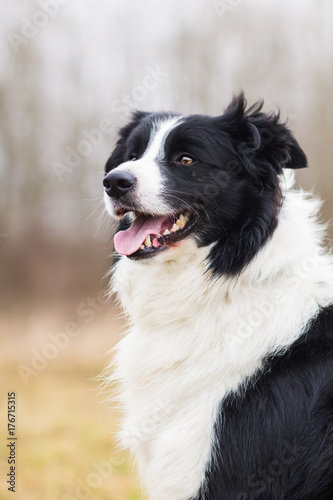 Border collie portrait