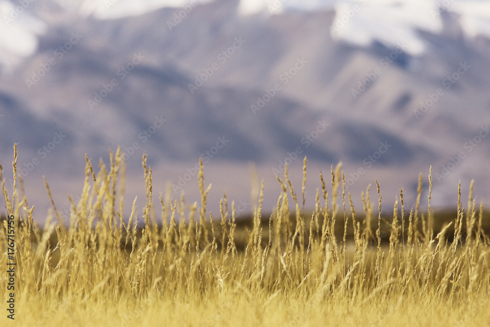 Fototapeta premium high mountain pass in Tibet mountain landscape
