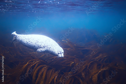 Fototapeta Naklejka Na Ścianę i Meble -  seal underwater photo in wild nature