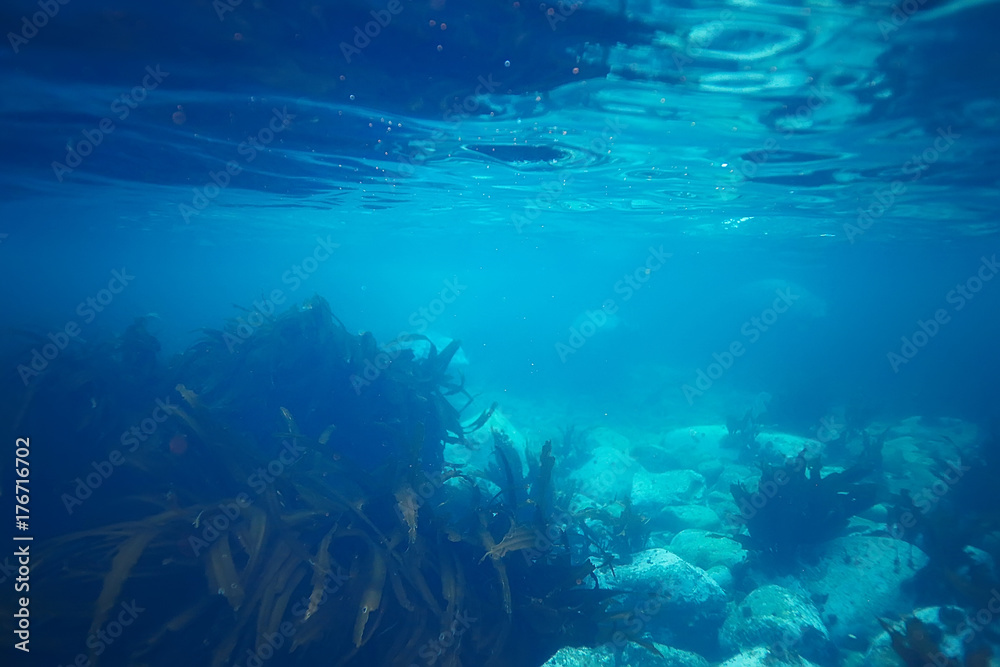 underwater landscape