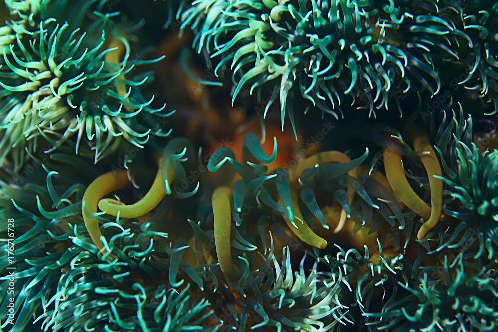 texture of the sea anemone macro tentacles corals texture of the sea anemone macro tentacles corals