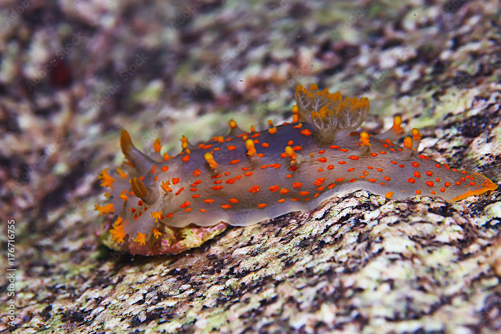 nudibranch clam underwater photo macro nudibranch clam underwater photo macro