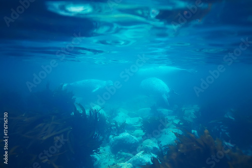 underwater landscape © kichigin19