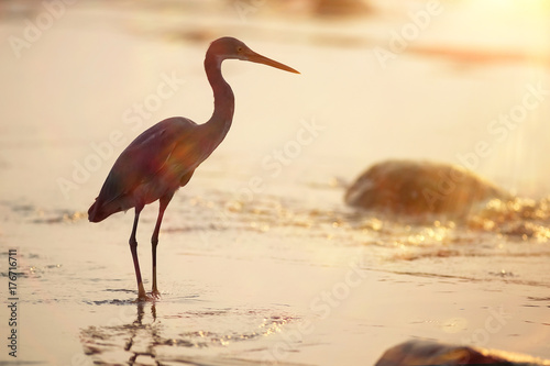 A bird is walking on the beach