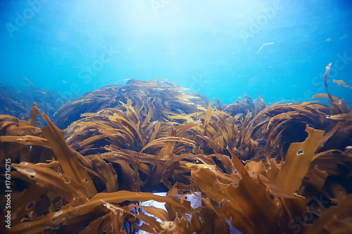 Foto laminaria sea kale underwater photo ocean reef salt water