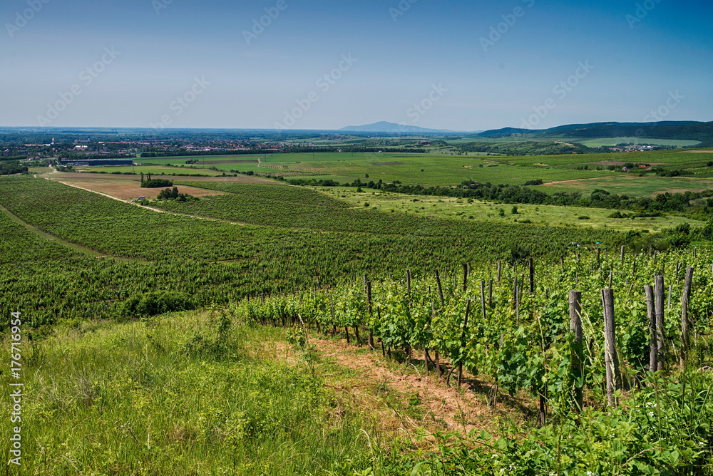 Vineyard on the hill