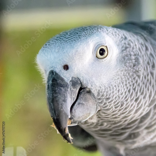 Head of big parrot bird close-up photography