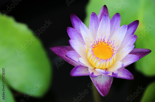 Autumn composition. beautiful Lotus flower plants. Top view, flat lay