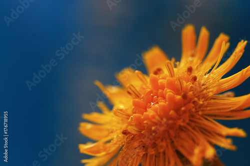 Flowers macro wild nature background