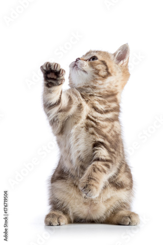 Striped Scottish kitten pure breed with paw stretched out isolated