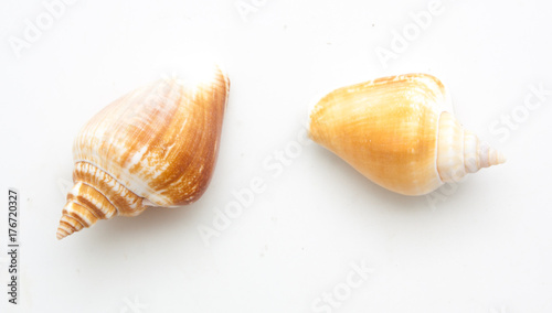 Collection sea shell isolated on white