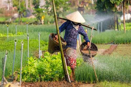 Foto Vegetable village farm in Hoi An, Vietnam