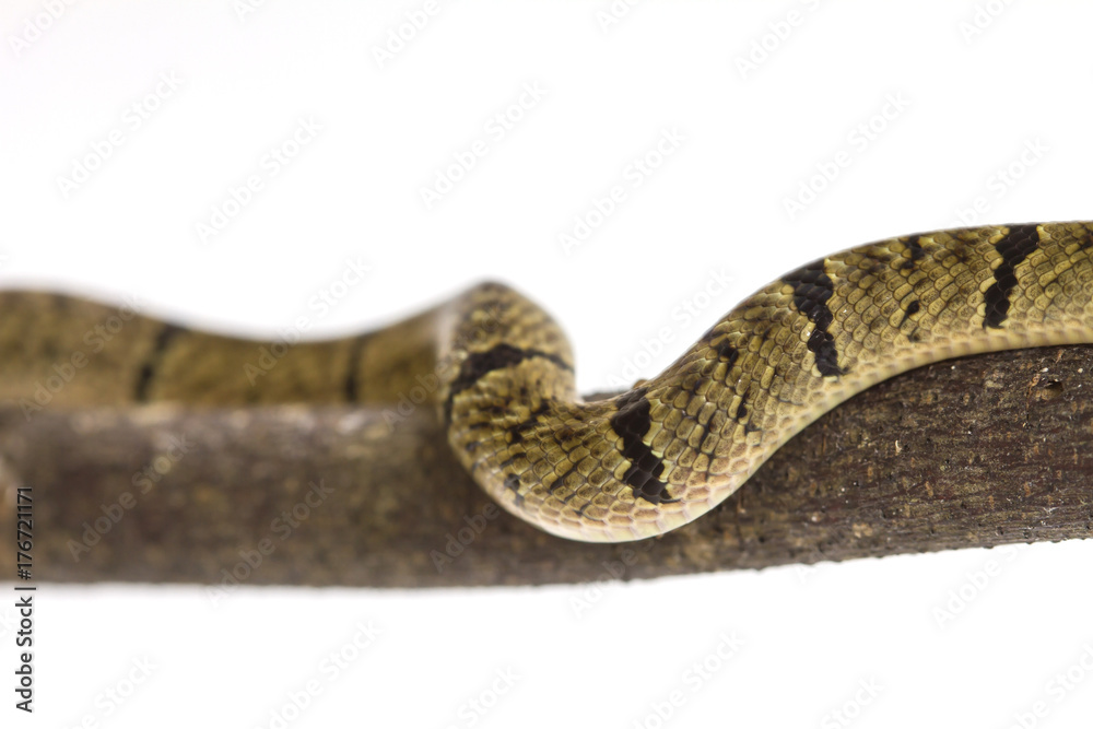 Obraz premium banded kukri snake (Oligodon fasciolatus)